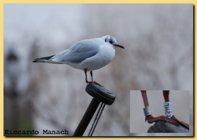 mouette 01